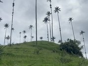 Miablakes