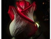 RoseLady87