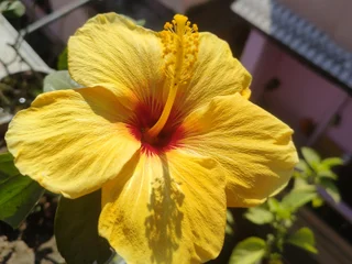 IndianBhabhiJi profile