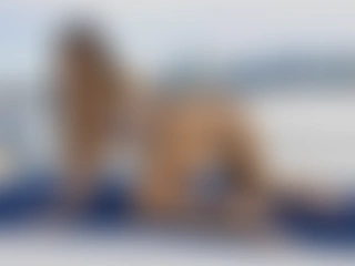 BabydollBambi profile