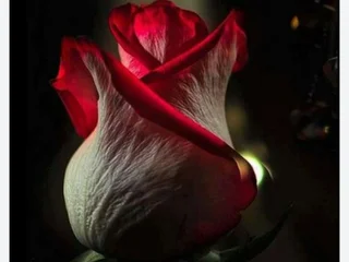 RoseLady87 profile