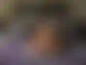 Housewife BadGirlHaleXXX fucks herself with dildo while wearing sexy lingerie and heels, gets pussy super juicy and creamy, finishes by using clit sucking vibrator that makes her cum.