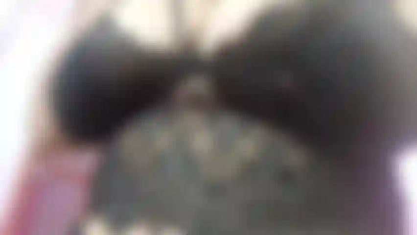 Sweet when she wants, irresistible when she moves Curves, calm and an energy that envelops without rushing