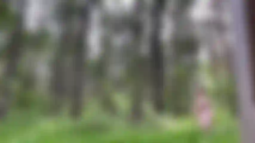 Getting naked in the forest,hoping that noone catch me=Summer dress on