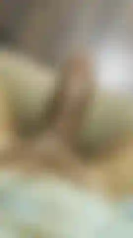 Verbal TRANS BLACK COCK