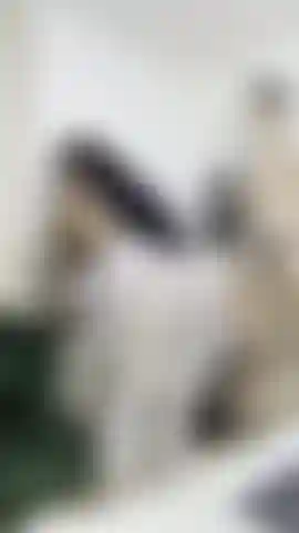 fuck pussy with HUGE COCK, nylon pantyhose white,