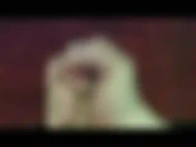 Watch this cock explode!