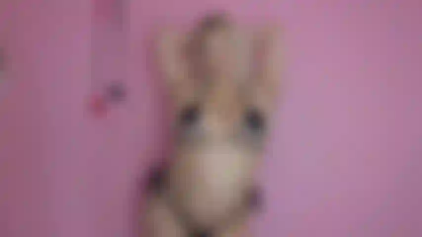 Ass worship Indoctrination + Princess Pussy Reveal