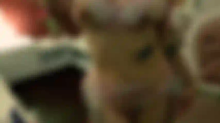 Explicit Video. Fresh Blood