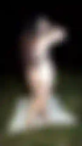 Doggy in the forest.