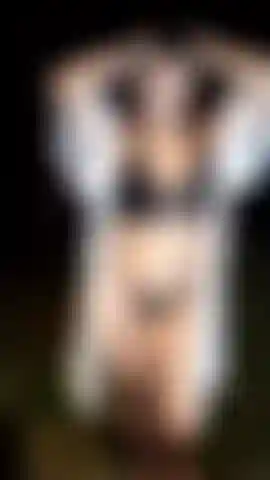 In the forest i take my tits.