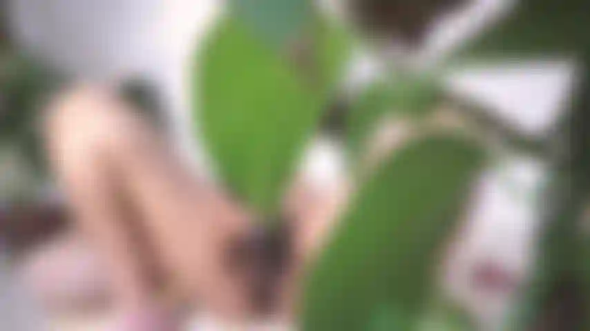 CAUGHT SPYING AND HUMILIATED