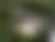 View ! of my woods masturbation video! Simple ass play in a beautiful scene.