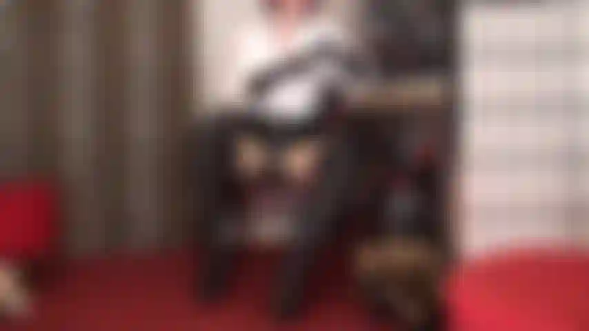 The combination of black leather boots and strapon are your greatest weakness - 8 inches of strapon are just the right size for you to suck but first mistress has you practice on her 5 ich boot heel. If you're a good boy you get to fuck these boots after.