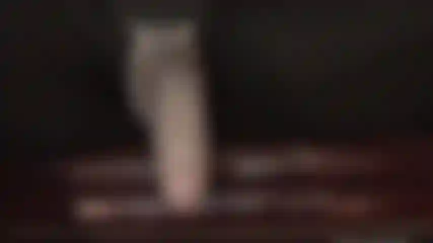 Intense strap-on worship - mistress knows you are eager to please her beautiful big cock dripping with spit. Your whore mouth is wide open to receive the tasty nectar fed from her cock.