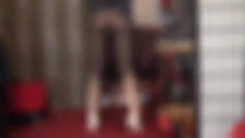 Black and white ombre dual-color pantyhose worship.