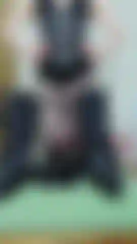 Black Corset Mistress ass worship, boot worship, leather glove slap, strap on demo. Finish with JOI countdown. Fishnet crotchless tights, lingerie, stiletto ankle boots.