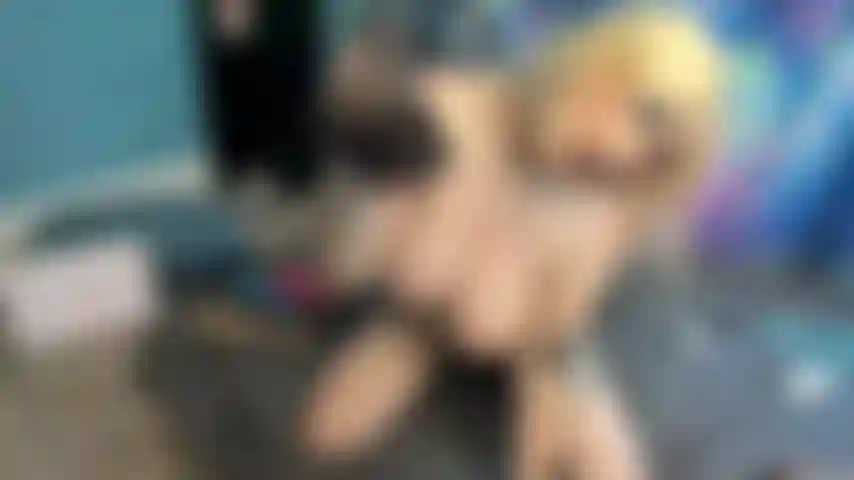 Blonde with Big Tits vs BBC in American Flag Bikini
