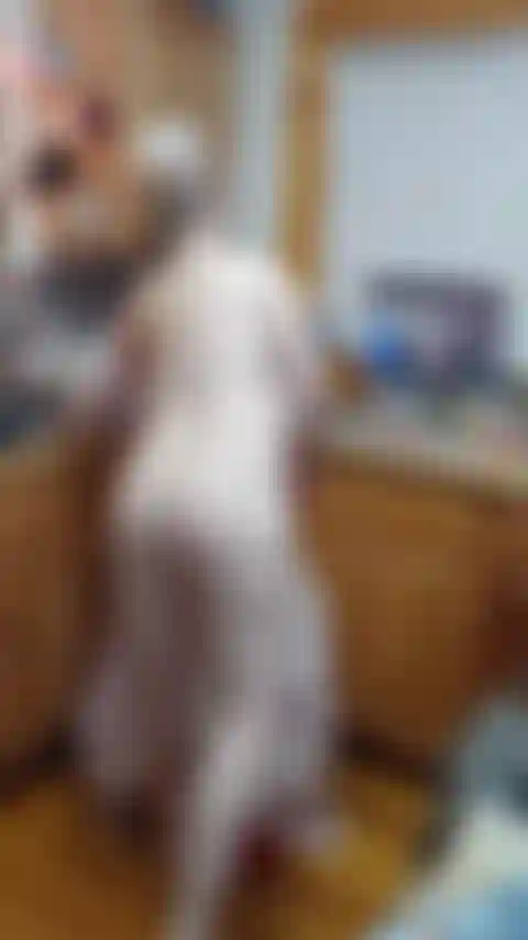 Happy new year squirt for master