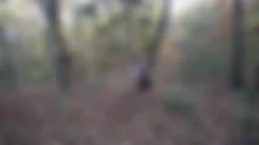 Cum with me outside in the woods ;)