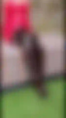 Brown shiny leather thighboots PVC upskirt flash tease nylons & tit